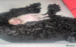 Cockapoo dogs for sale: Adorable F1B Cockapoo Puppies ready 6th November - Image 23