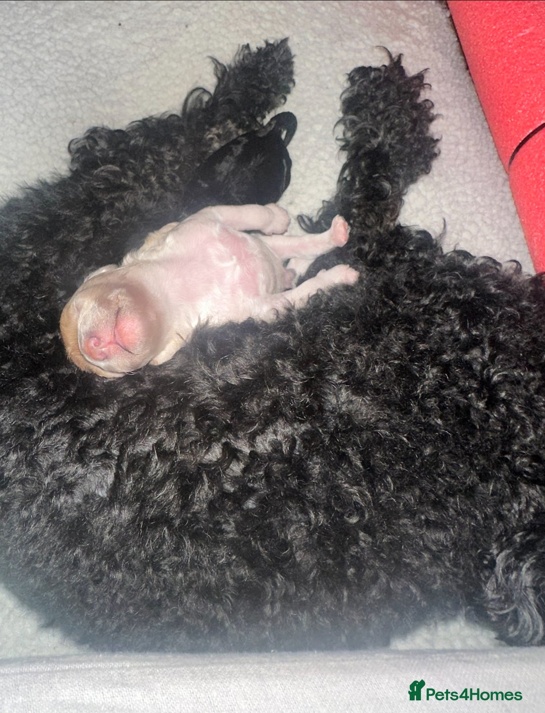 Cockapoo dogs for sale: Adorable F1B Cockapoo Puppies ready 6th November - Image 23