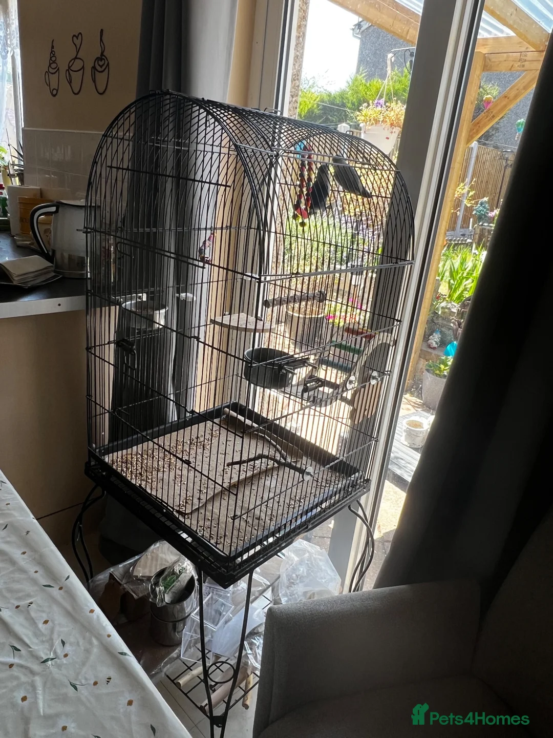 Lovebirds birds for sale: Lovebirds for sale  in Gainsborough - Advert 2