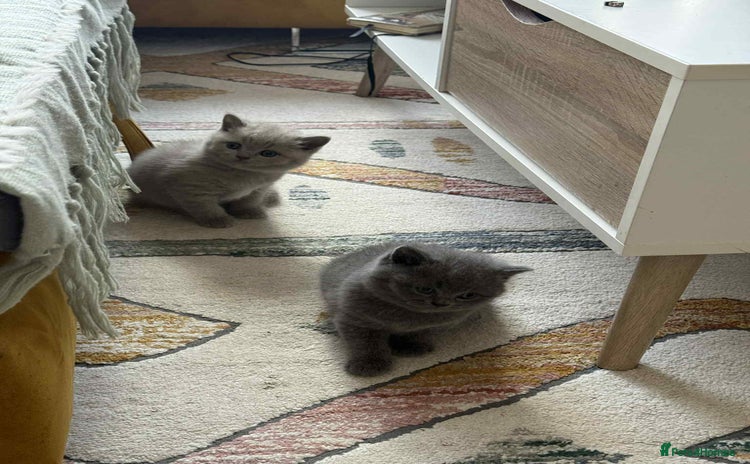 British Shorthair cats - Advert 3