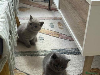 British Shorthair cats - Advert 4