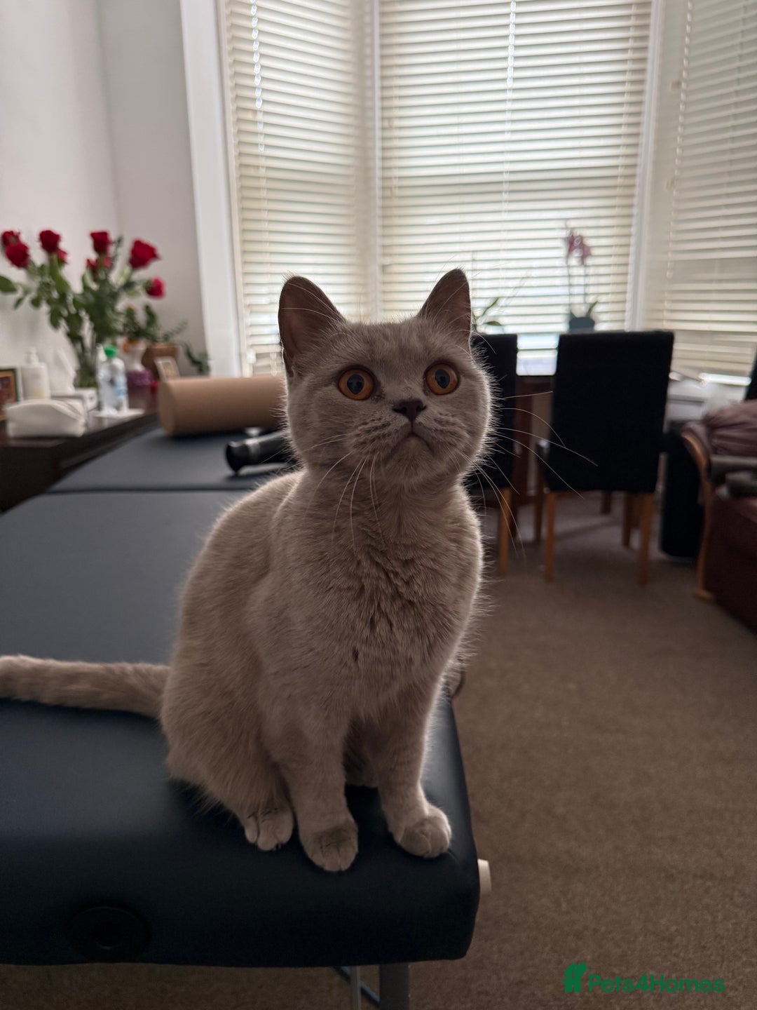 British Shorthair cats for sale: Beautiful British Shorthair Girl 2 Years Old - Image 3