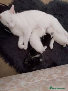 Mixed Breed cats 3 White 1 Black Kittens - Advert 2