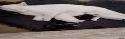 Mixed Breed cats for sale: 3 White 1 Black Kittens in Sunderland - Advert 1