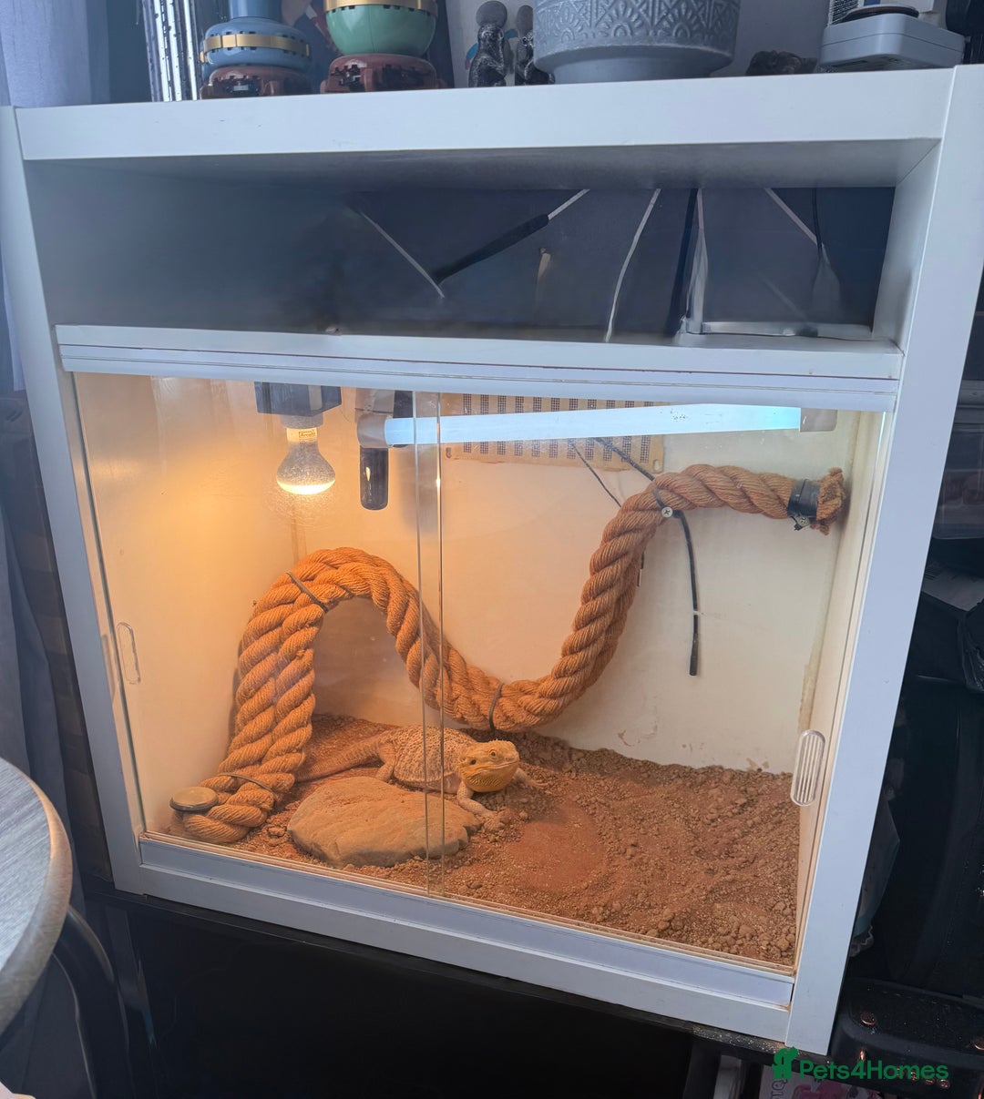 Bearded Dragon reptiles for sale: Female bearded dragon with full set up - Image 7