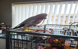 Cockatoo birds for sale: Australian galah cockatoo 13 months old  - Image 3