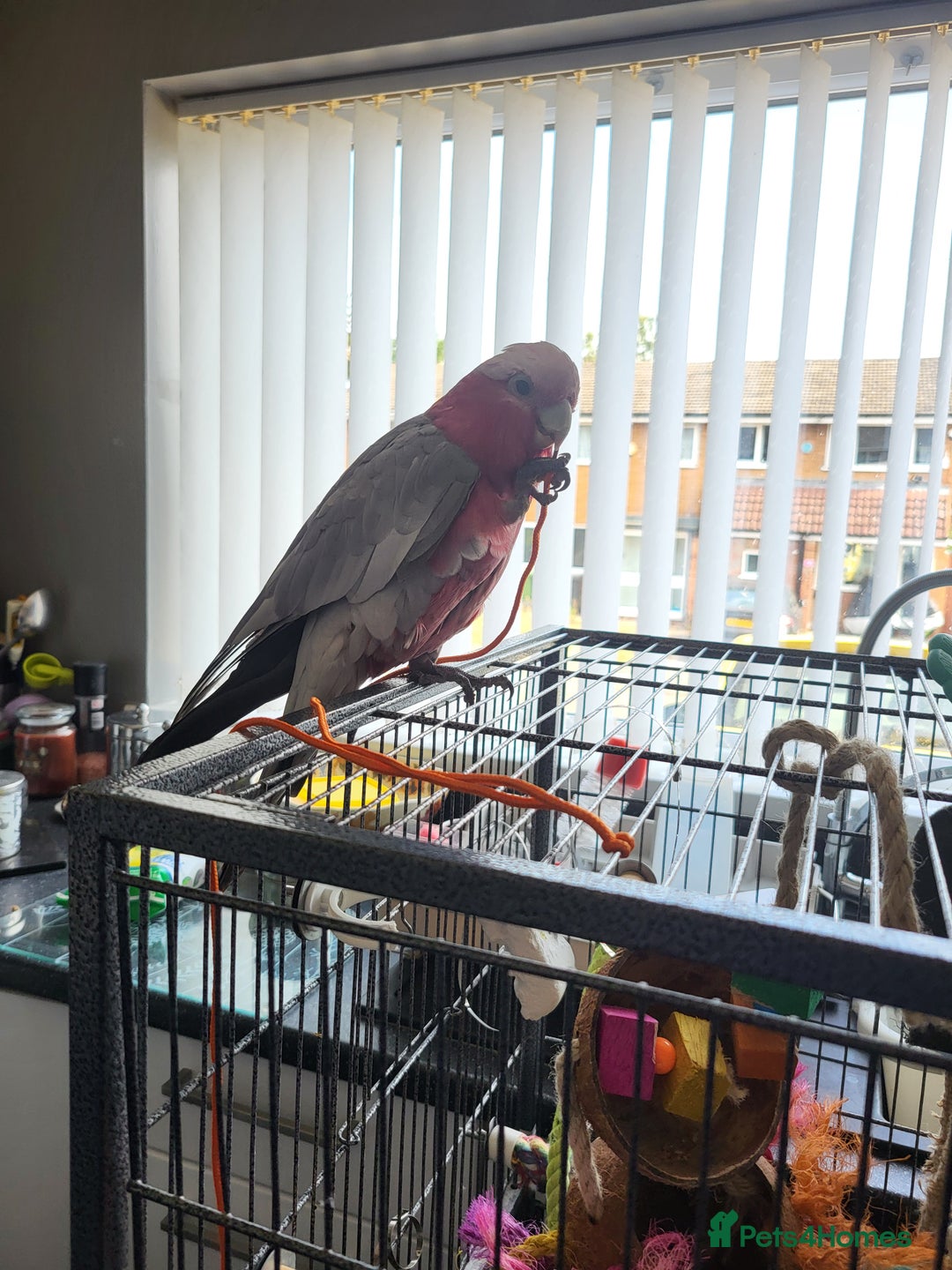 Cockatoo birds for sale: Australian galah cockatoo 13 months old  - Image 3