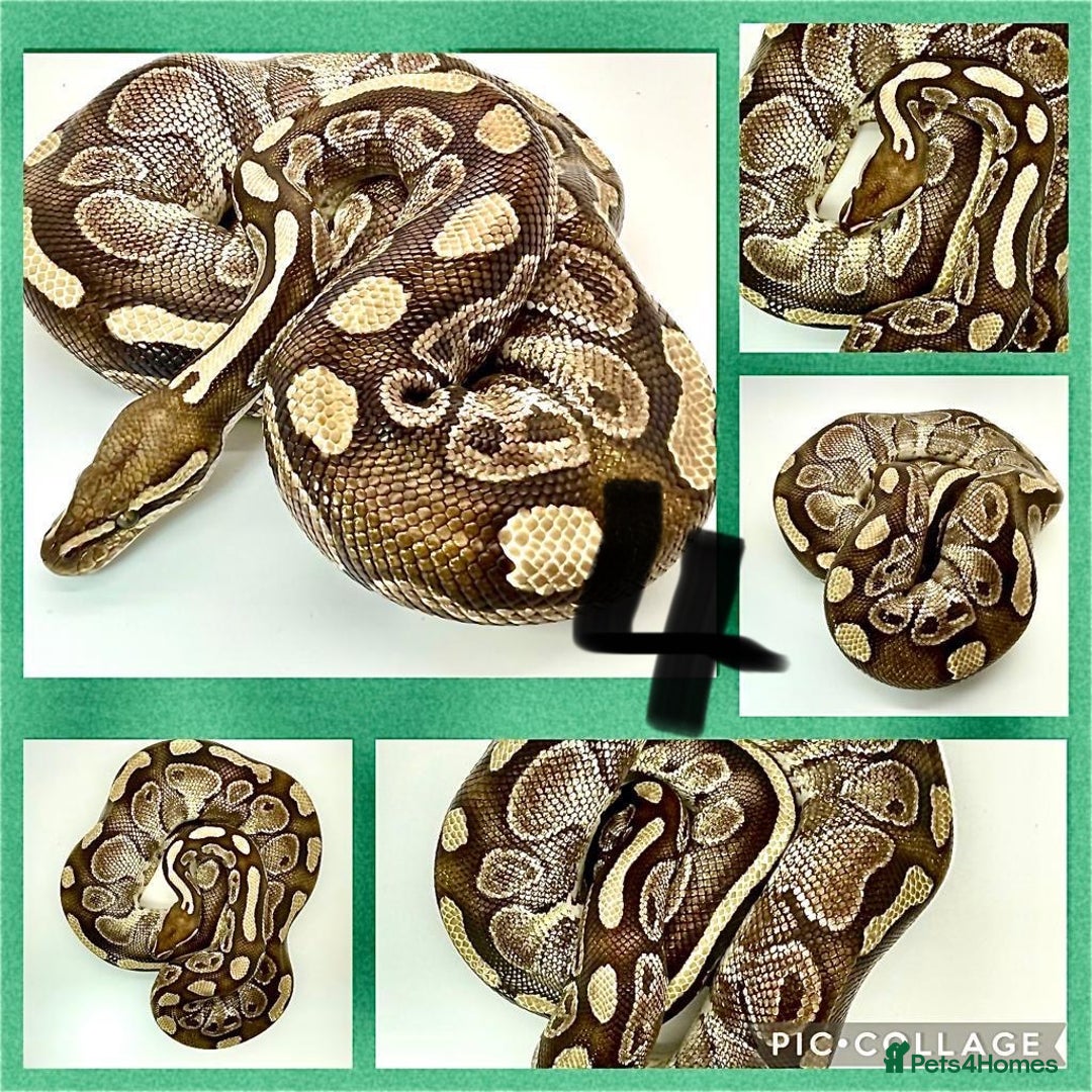 Python Snake reptiles for sale: Collection of ball pythons  - Advert 4