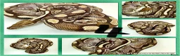 Python Snake reptiles for sale: Collection of ball pythons  - Advert 2