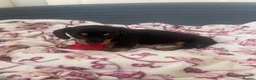 Dachshund dogs for sale: 5 lovely dachshund pups - Advert 15