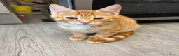 Mixed Breed cats for sale: READY NOW SIX STUNNING KITTENS  - Advert 11