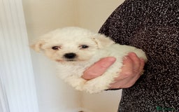 Bichon Frise dogs for sale: Bichon Frise Puppies  - Image 3