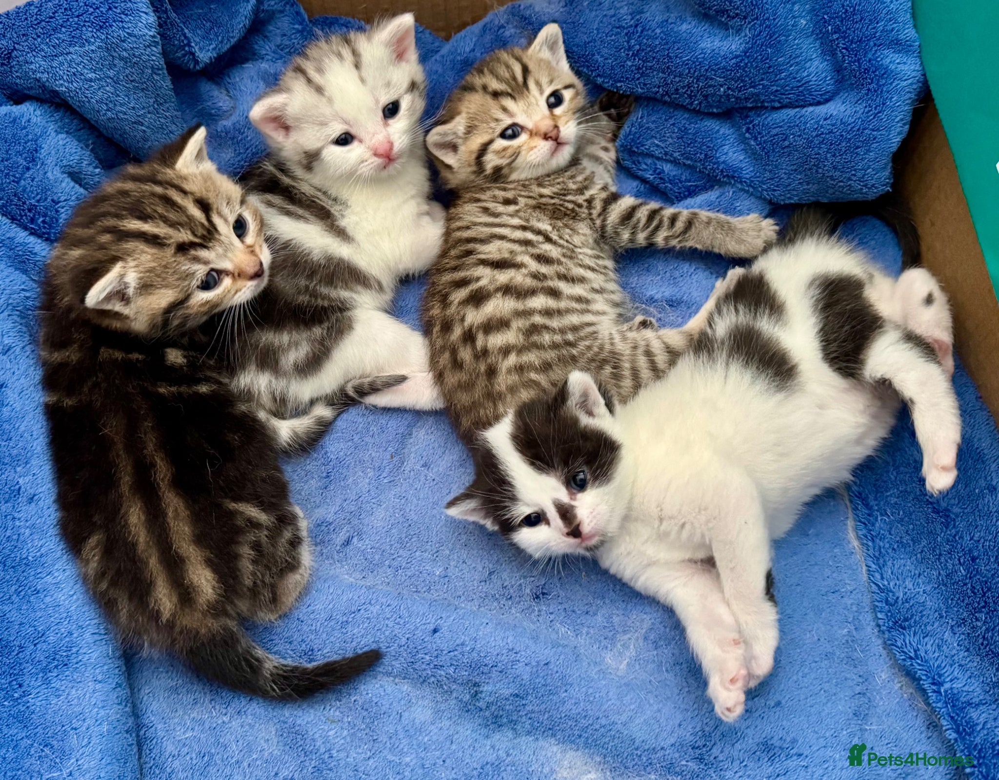 British Shorthair cats British Shorthair kittens - Advert 7