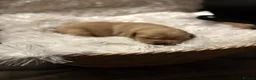 Cockerdor dogs for sale: Cockedor Puppies - Advert 4