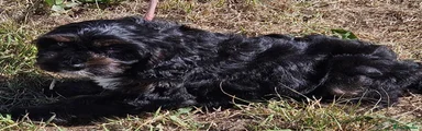 Mixed Breed 1