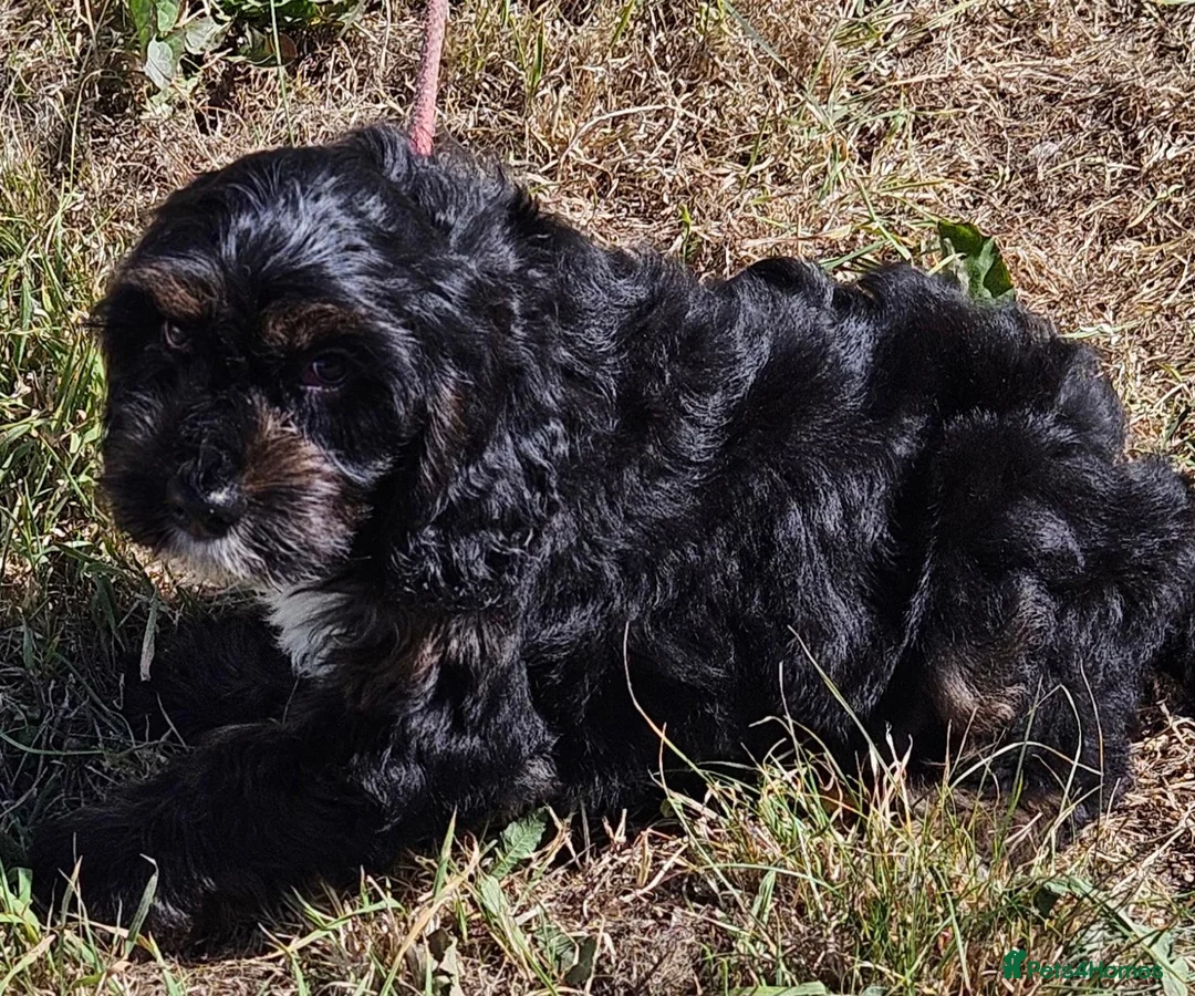 Mixed Breed dogs for sale: Lovely cavapoo x cockalier puppy for sale  - Advert 2