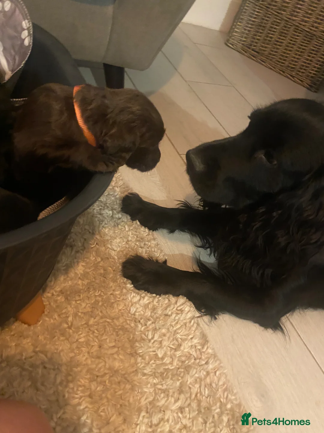 Cocker Spaniel dogs for stud: STUNNING KC PEDIGREE COCKER SPANIEL FOR  STUD - Advert 22