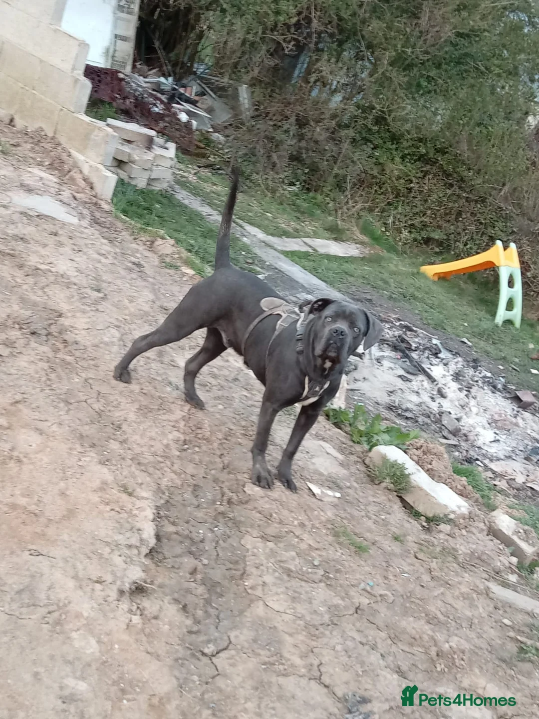 Cane Corso dogs for sale: Cane Corso - Advert 1