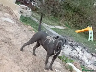 Cane Corso dogs Cane Corso - Advert 1