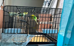 Budgerigars birds for sale: 4 Beautiful Budgies 2 Males 2 Females - Image 5