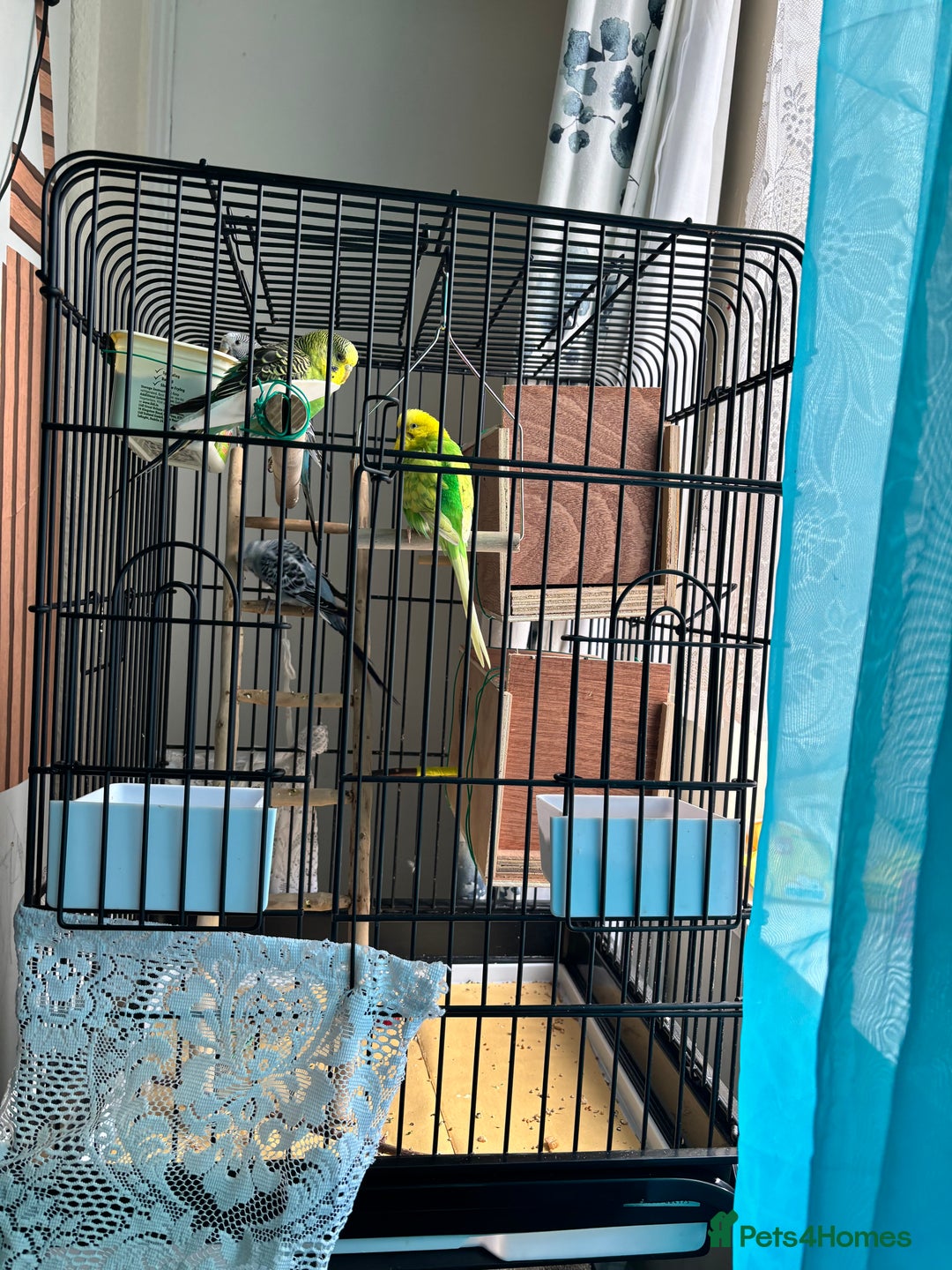 Budgerigars birds for sale: 4 Beautiful Budgies 2 Males 2 Females - Image 5