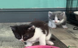 Domestic Shorthair cats for sale: 2 kitten looking for homes  - Image 1