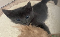 Mixed Breed cats for sale: Oriental X Siamese kittens  - Image 13