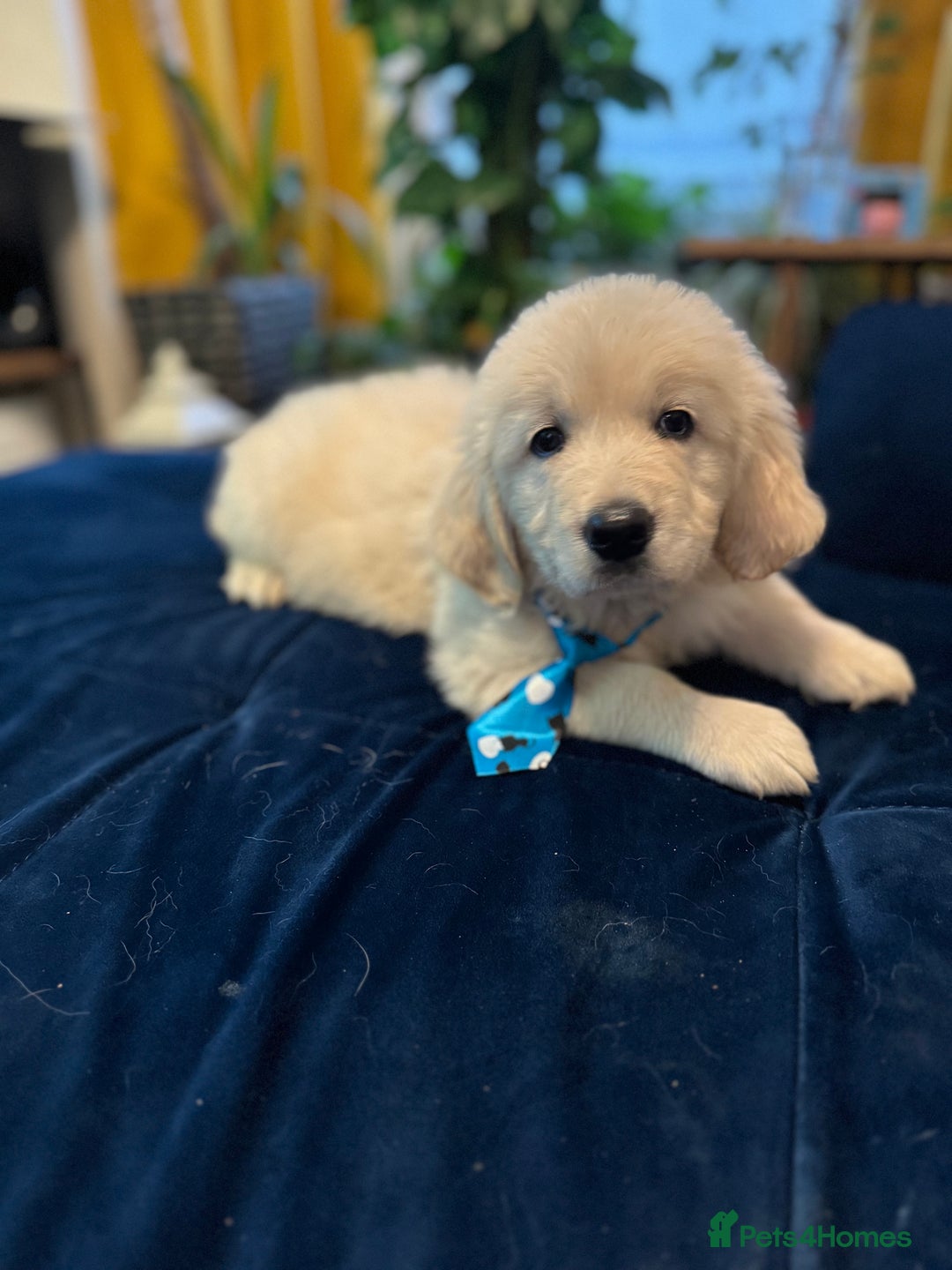 Golden Retriever dogs for sale: Beautiful Golden Retriever puppies KC - Advert 2