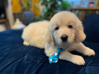 Golden Retriever dogs Beautiful Golden Retriever puppies KC - Advert 12