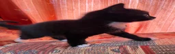 Mixed Breed cats for sale: 🐾 4 Male Kittens Looking for Loving Homes 🐾  - Advert 2