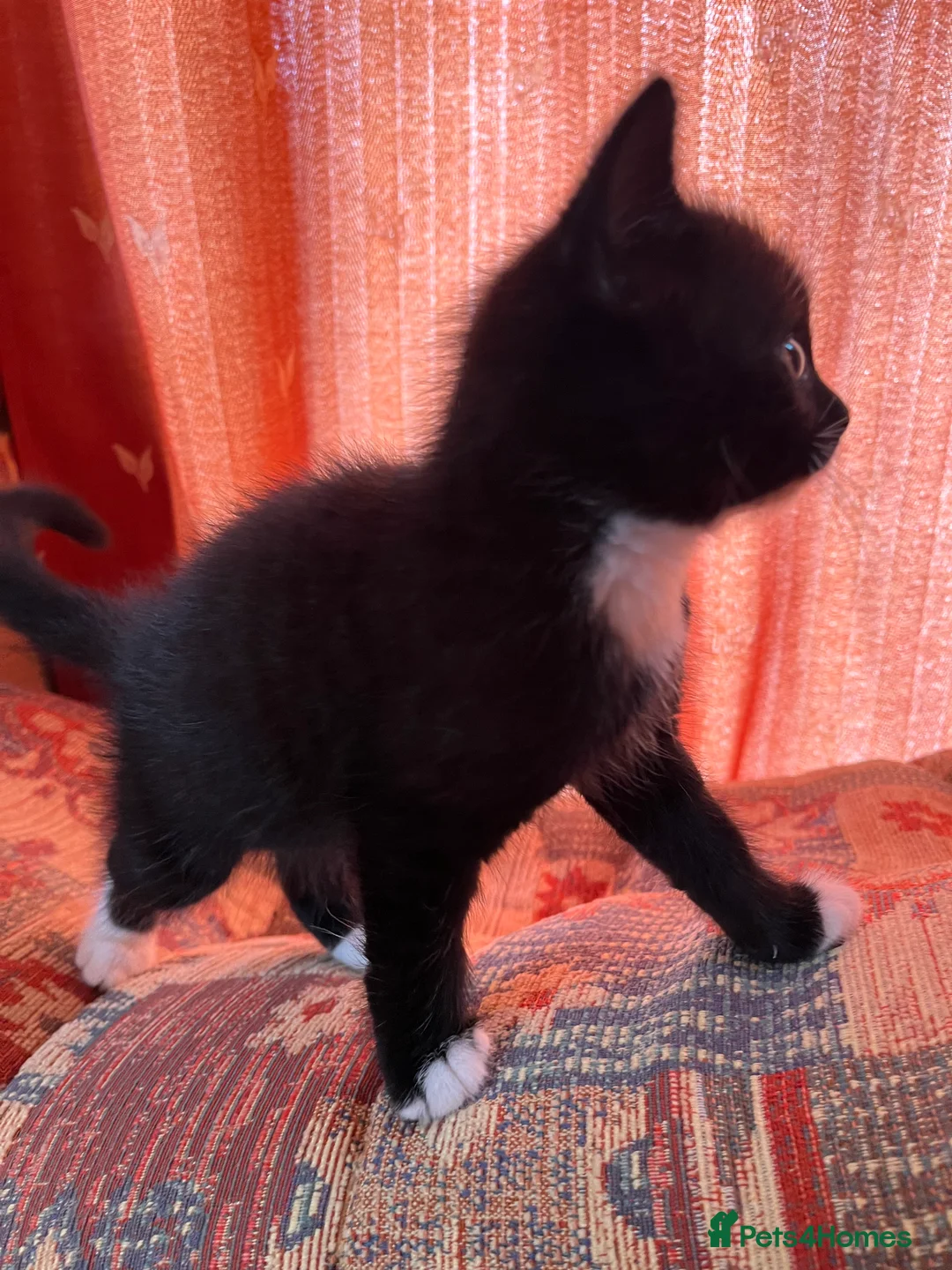 Mixed Breed cats for sale: 🐾 4 Male Kittens Looking for Loving Homes 🐾  - Advert 2