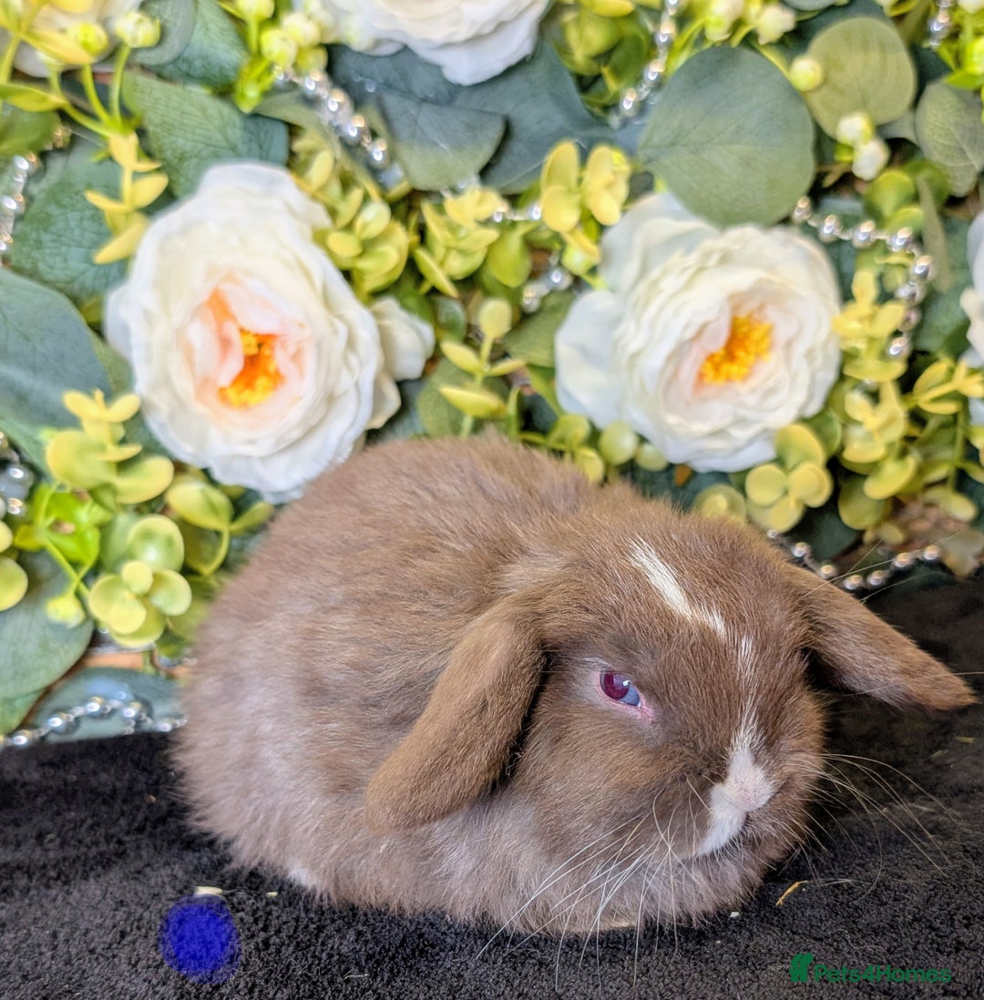 Mini Lop rabbits for sale: ❤️Stunning mini lop babies❤️ - Advert 7