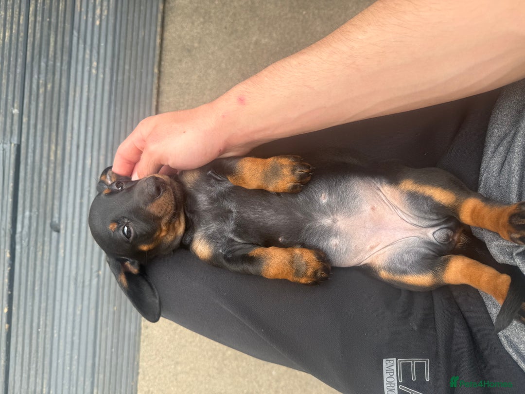 Dachshund dogs for sale: DACHSHUND PUPPY’S - Image 4