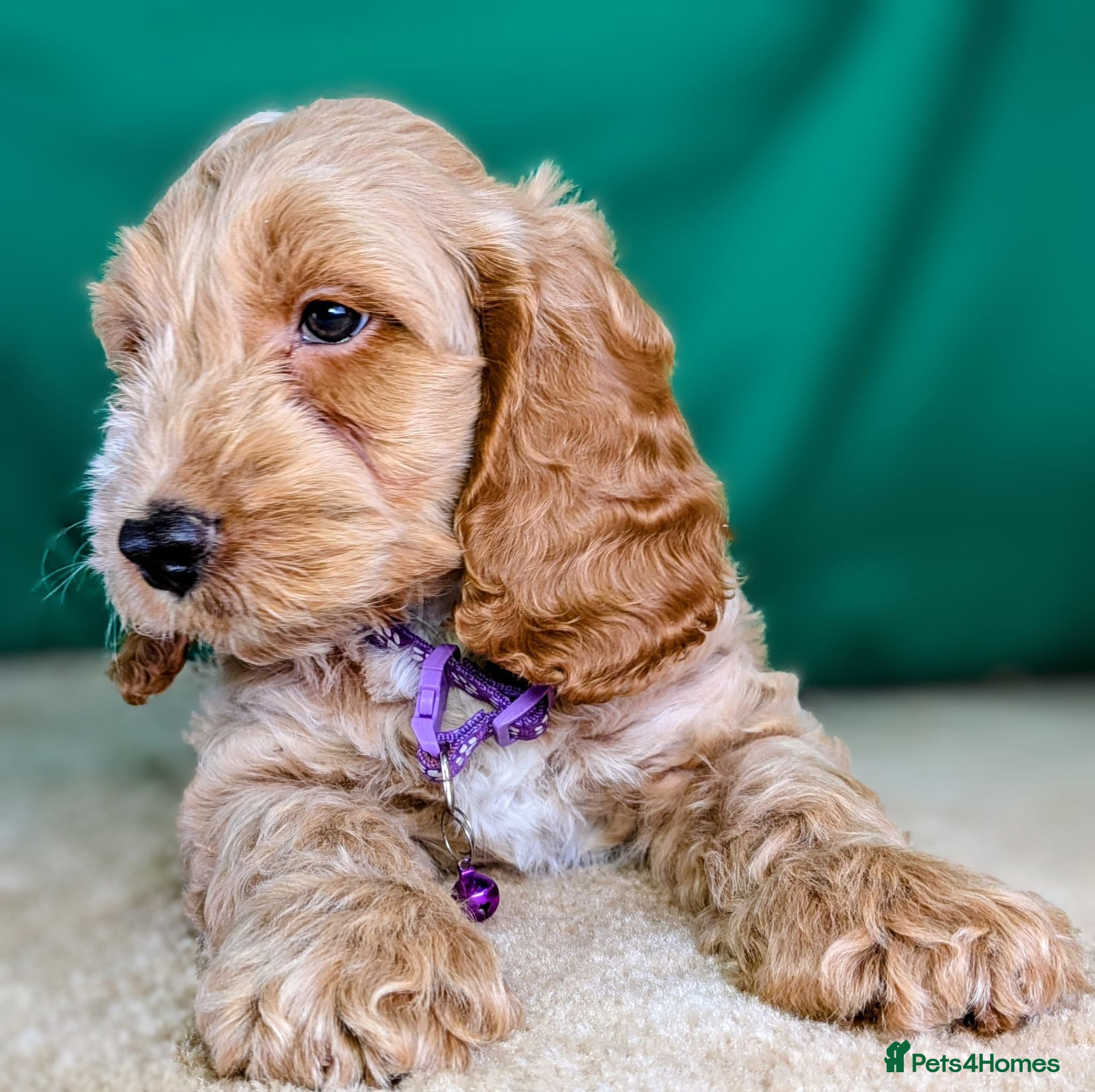 Cockapoo dogs Beautiful F1Cockapoo Puppies For Sale 🐶 - Advert 1