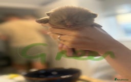 British Shorthair cats for sale: British shorthair kittens  - Image 13