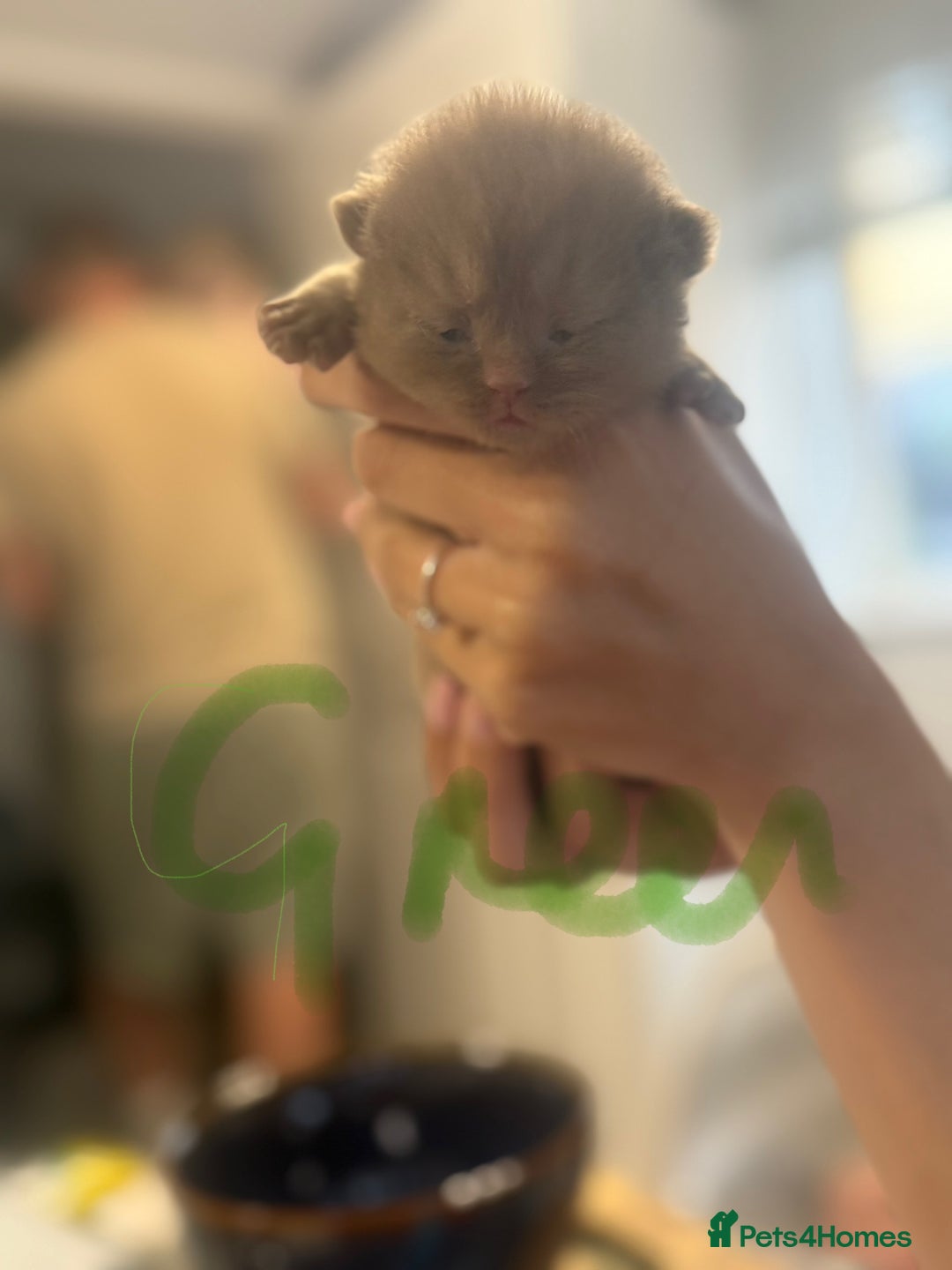 British Shorthair cats for sale: British shorthair kittens  - Image 13