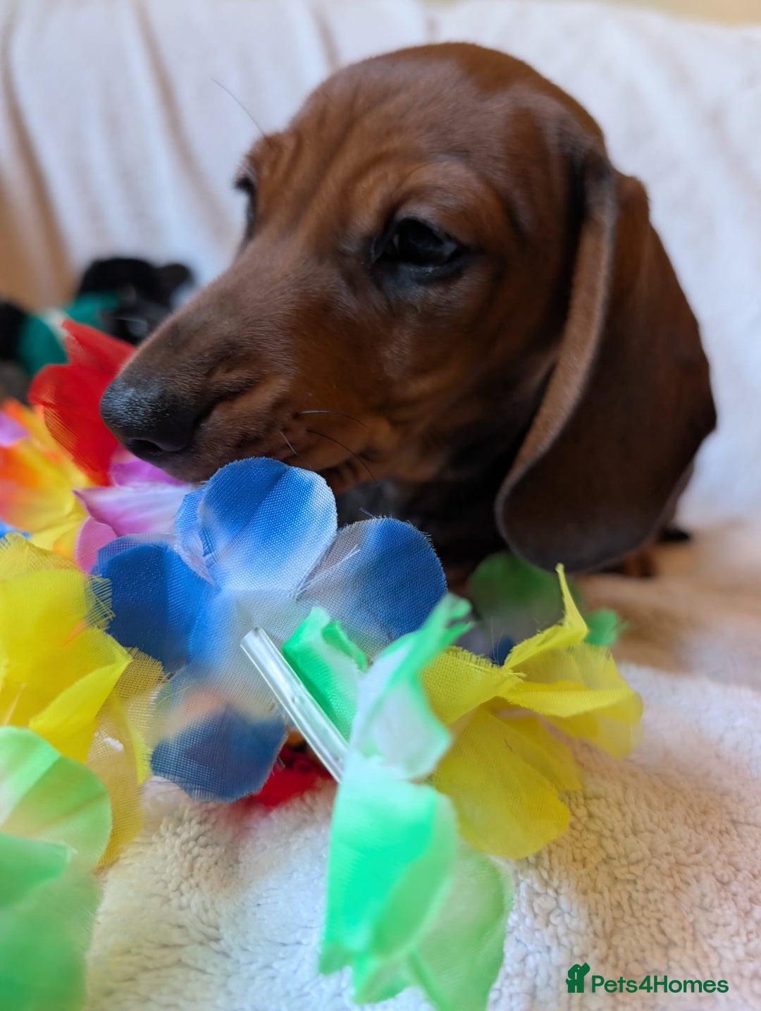 Miniature Dachshund dogs for sale: Ready to leave Miniature dachshunds cearphilly  - Image 39