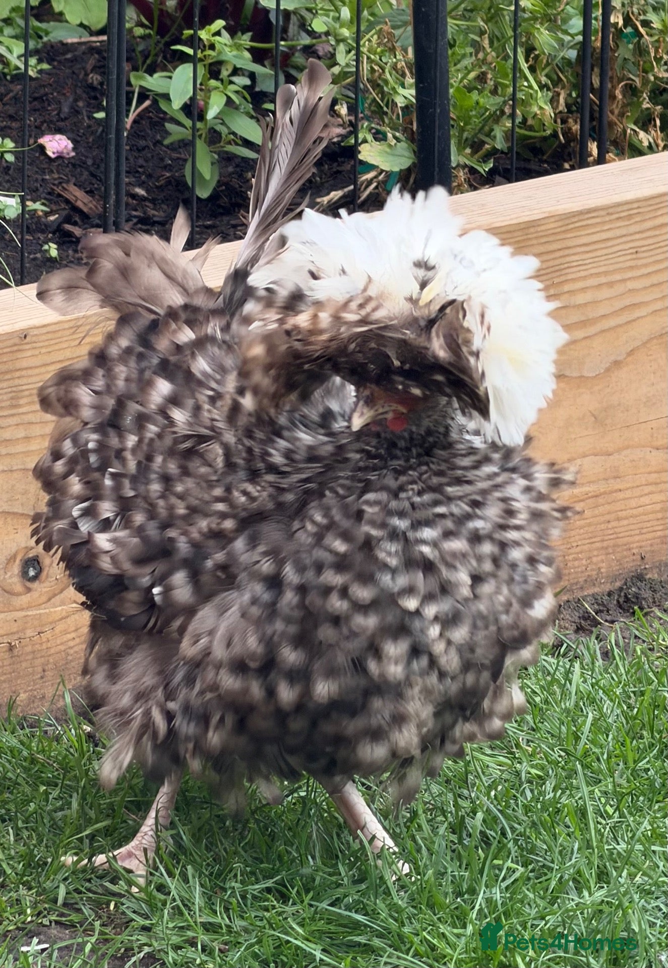 Chickens poultry *RARE*  CHOCOLATE FRIZZLE POLISH HENS ( pol)  - Advert 1
