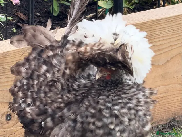 Chickens poultry for sale: *RARE* CHOCOLATE FRIZZLE POLISH HENS ( pol) - Advert 1