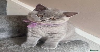 British Shorthair cats in Eastbourne - Advert 2