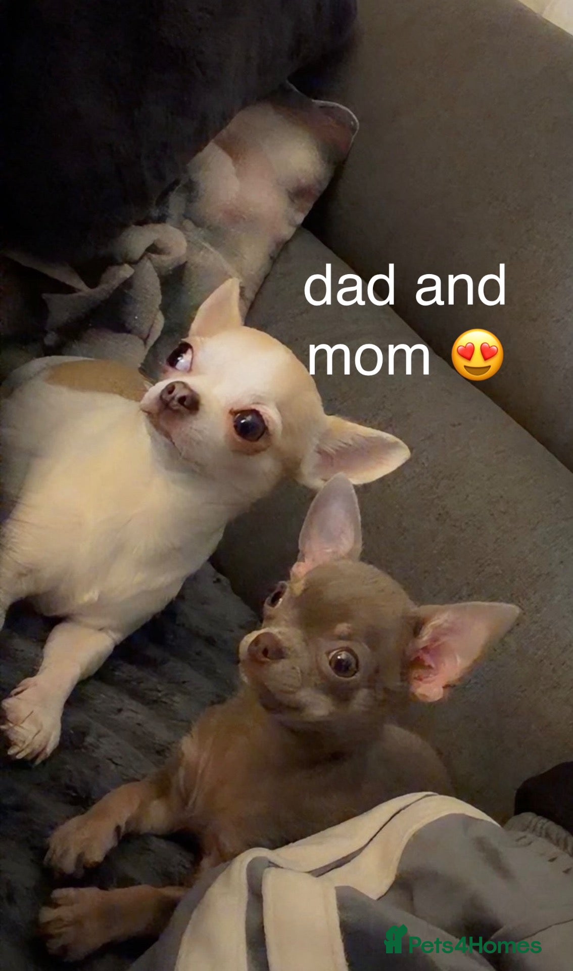 Chihuahua dogs 🔥  **  Chihuahua puppy's 🔥 - Advert 1