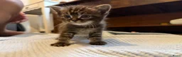 Persian cats for sale: Persian Black Mix  - Advert 11