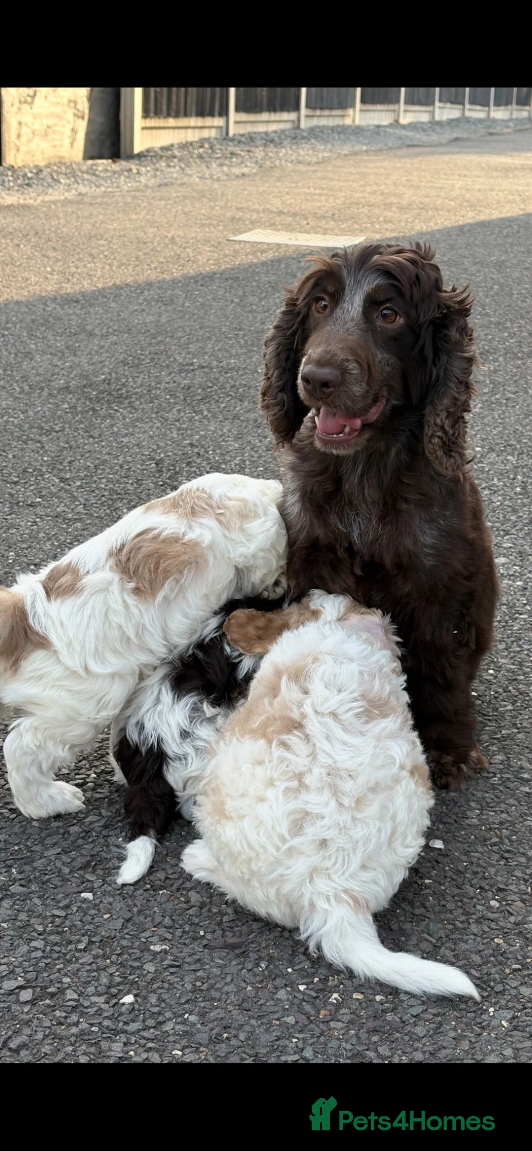 Cockapoo dogs for sale: Cockapoo puppies for sale  - Advert 9