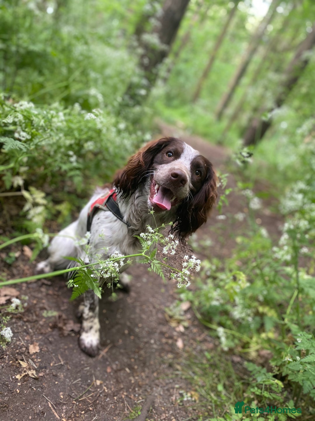 Cocker Spaniel dogs for stud: Crazy Cocker spaniel for studding. in Kettering - Image 24