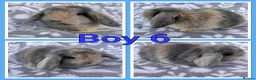 Mini Lop rabbits for sale: Pure Mini Lop babies  - Advert 6