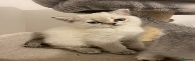 Scottish Fold 3