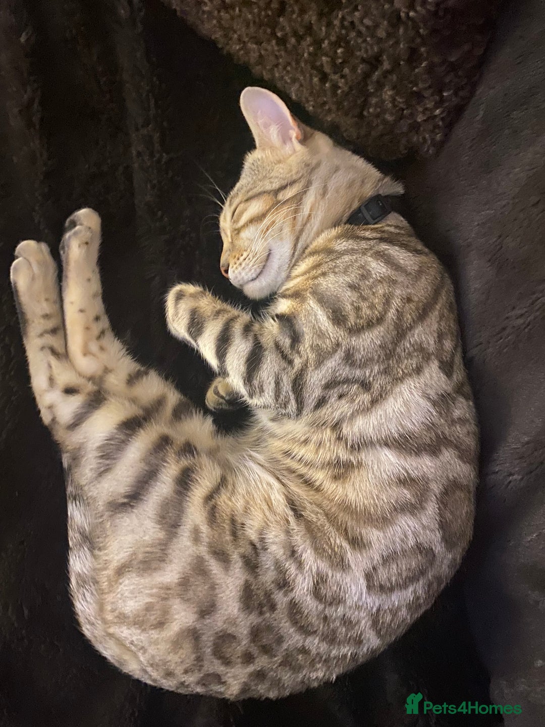 Bengal cats for sale: Snow Sepia 7mth bengal kitten/ cat - Advert 7