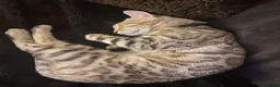 Bengal cats for sale: Snow Sepia 7mth bengal kitten/ cat - Advert 7