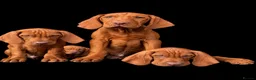 Hungarian Vizsla dogs for sale: Legally Docked KC Hungarian Vizsla Pups - Advert 3
