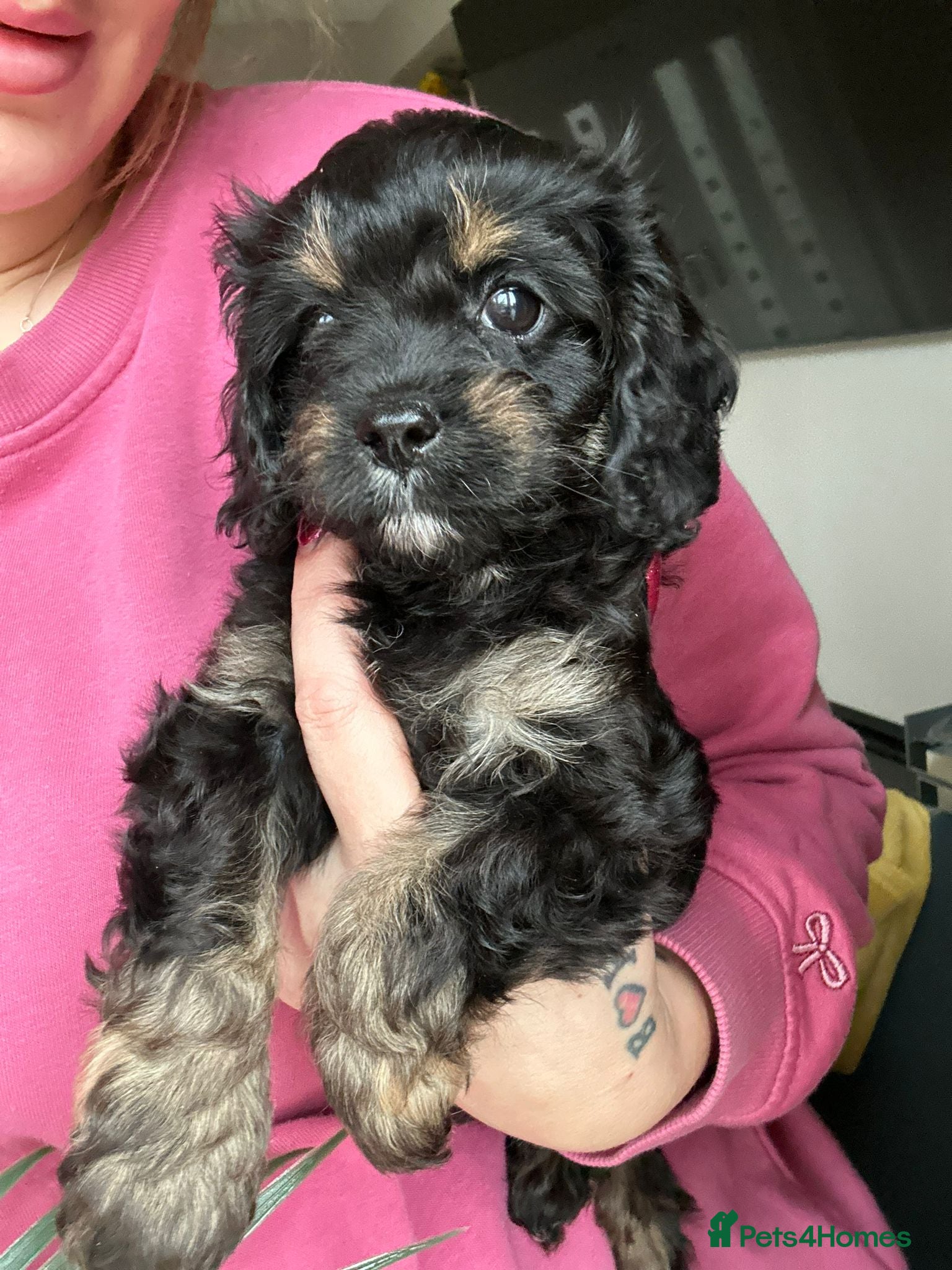 Cavapoo dogs F1 Cavapoo puppies 🐶 READY NOW - Advert 2
